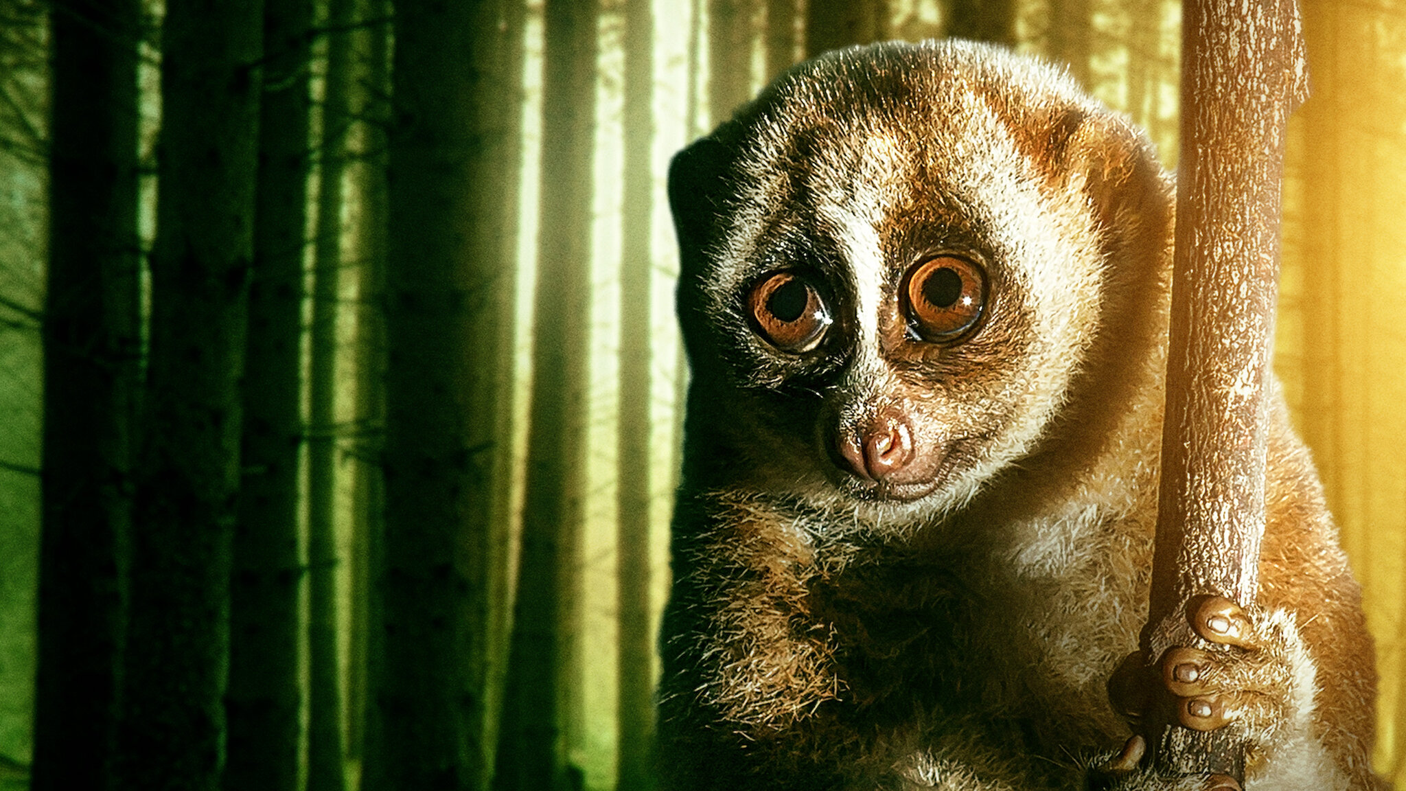 アジアに棲む危険生物72種﻿を観﻿る | Netflix (﻿ネ﻿ッ﻿ト﻿フ﻿リ﻿ッ﻿ク