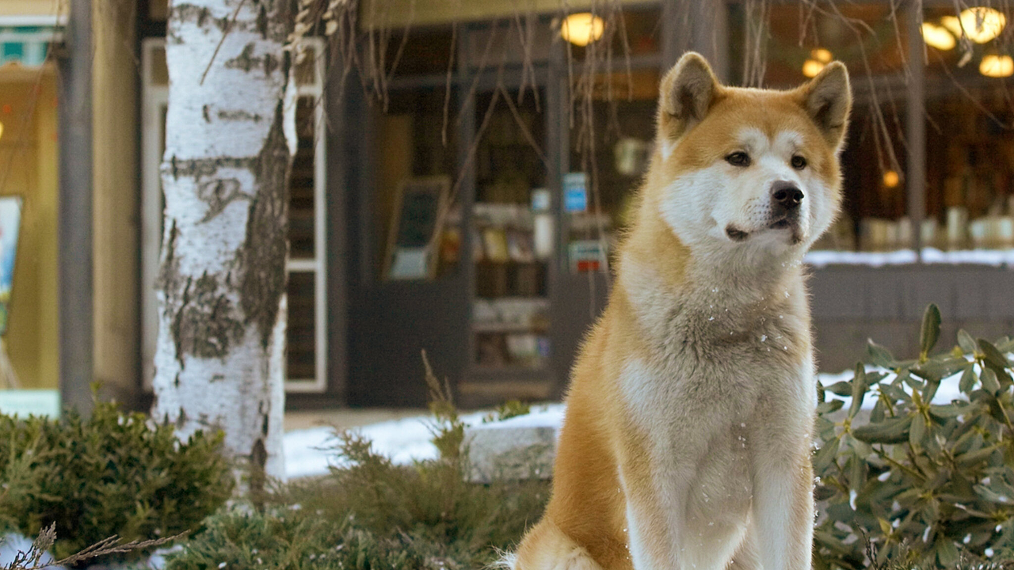 Watch Hachi: A Dog's Tale | Netflix
