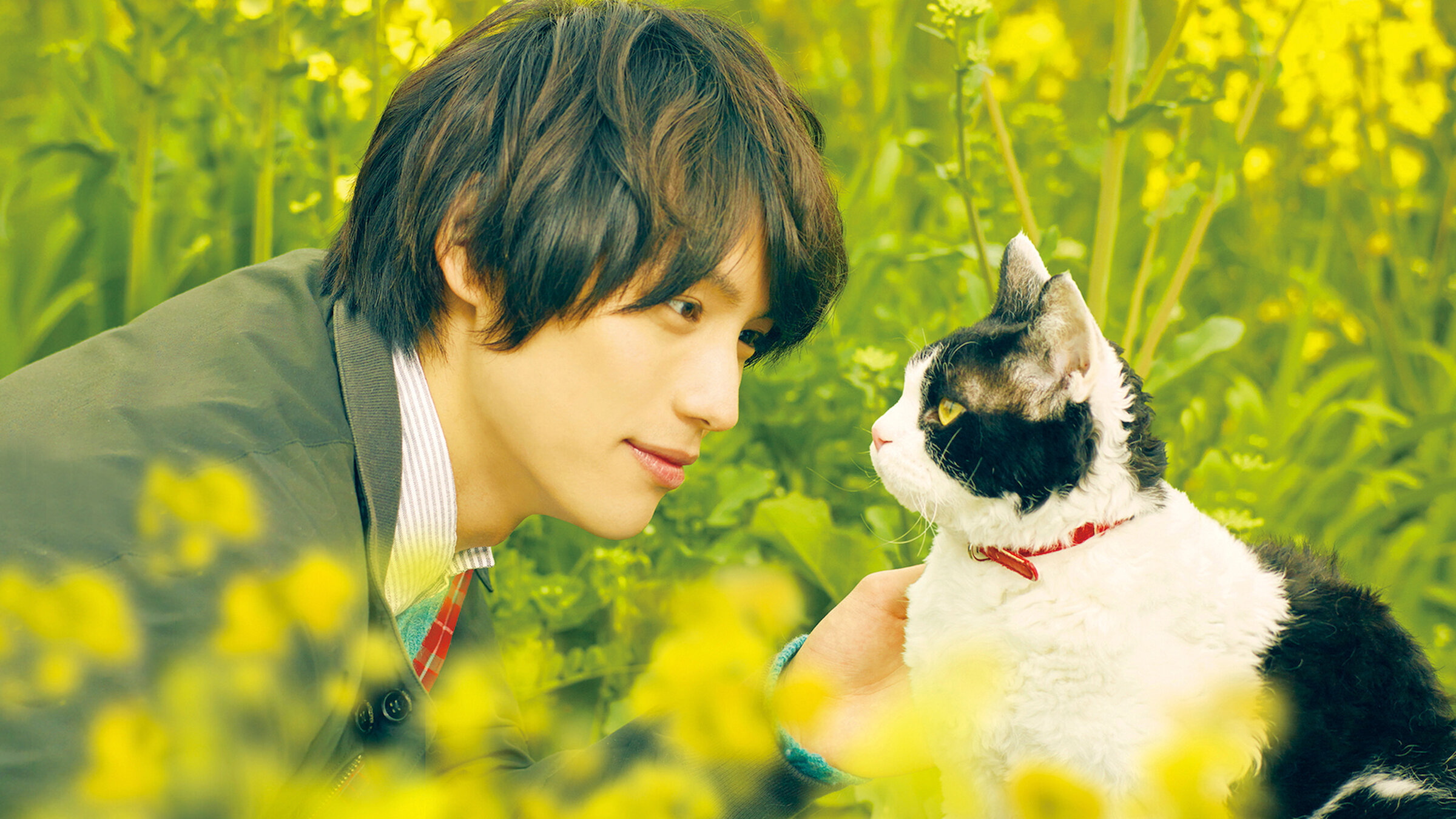 Watch The Travelling Cat Chronicles | Netflix