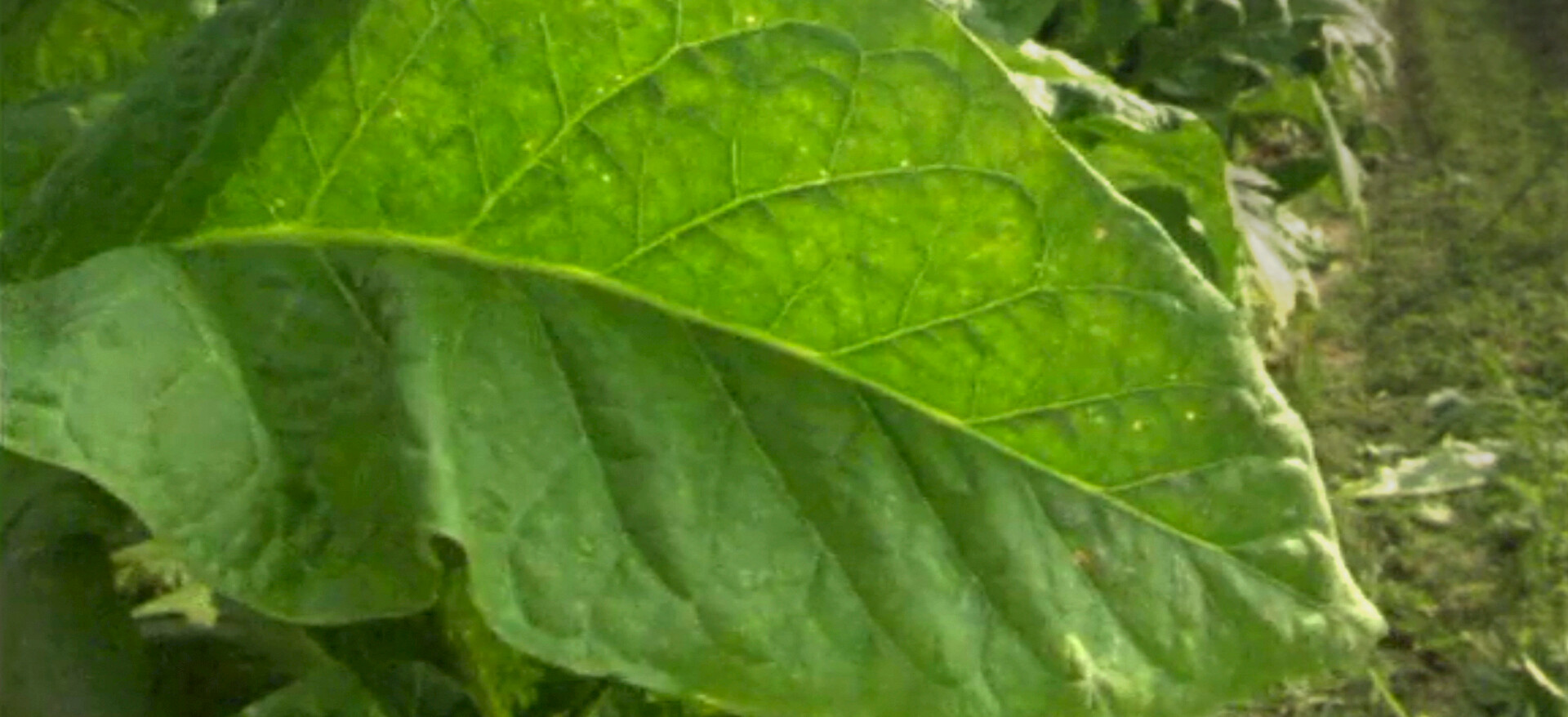 netflix tobacco Chart: On-Screen Smoking Getting More Common On Watch Bright Leaves | Netflix
