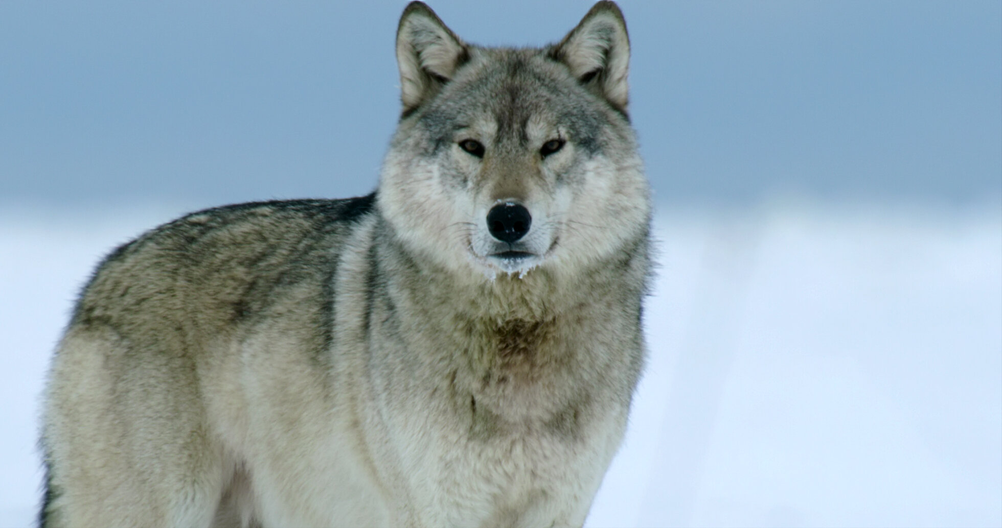 みい mah】 Adidas ZX 8000 Gore-Tex Golf Core Black / Aura Black - Mar